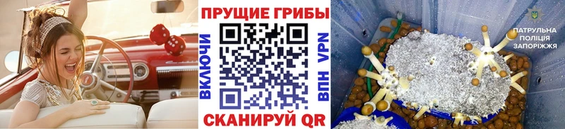 как найти   Новохопёрск  Галлюциногенные грибы мухоморы 